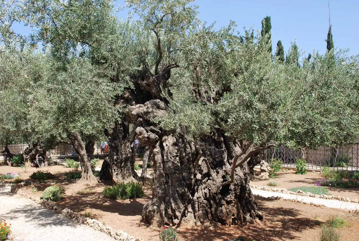 Olive trees in the Garden of Gethsemane, Jerusalem